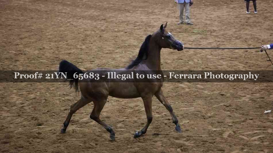 Proof 21YN_65683