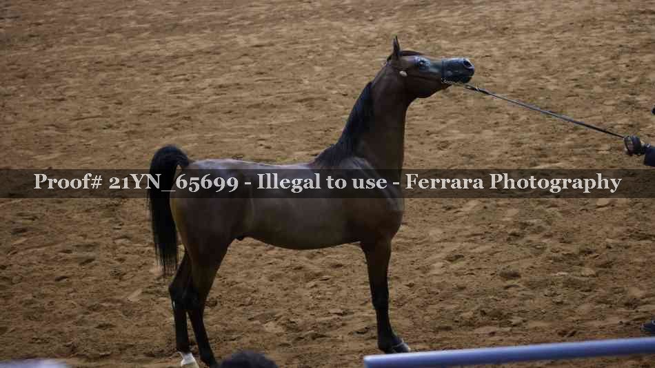 Proof 21YN_65699