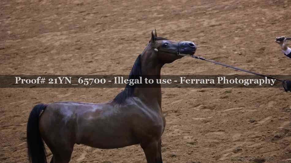 Proof 21YN_65700