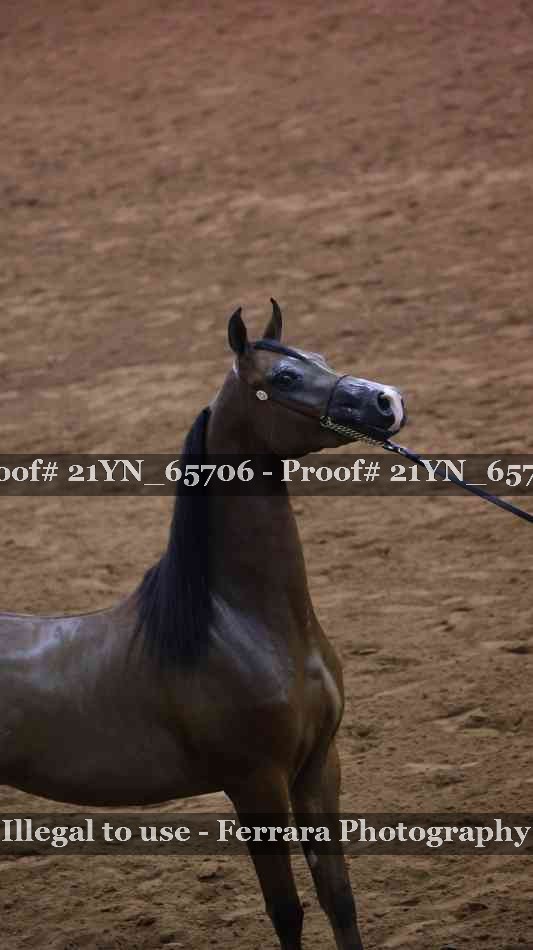 Proof 21YN_65706