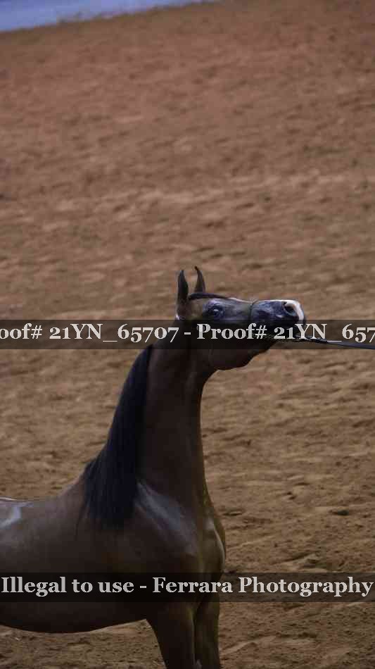 Proof 21YN_65707