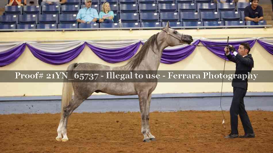 Proof 21YN_65737