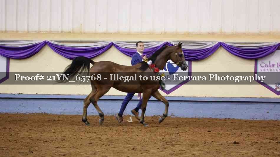 Proof 21YN_65768