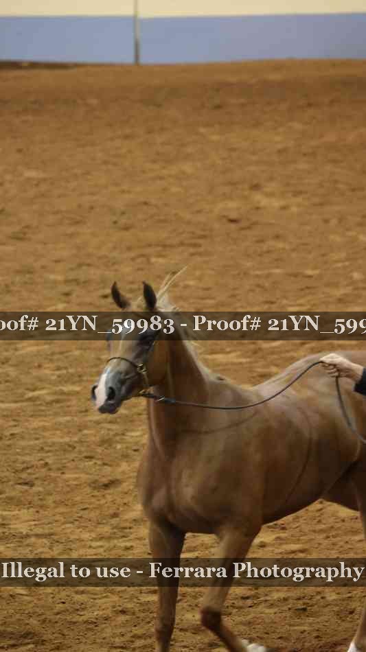 Proof 21YN_59983