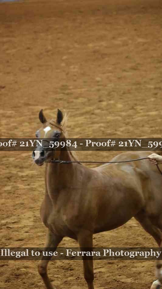 Proof 21YN_59984