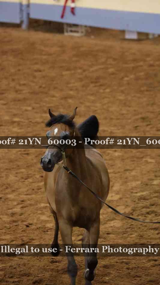 Proof 21YN_60003