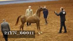 21YN_60011 proof