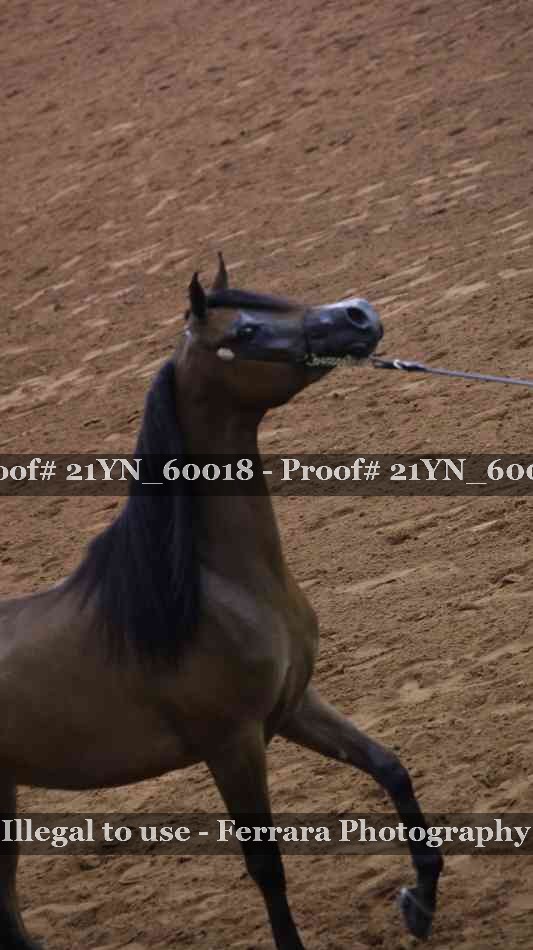 Proof 21YN_60018