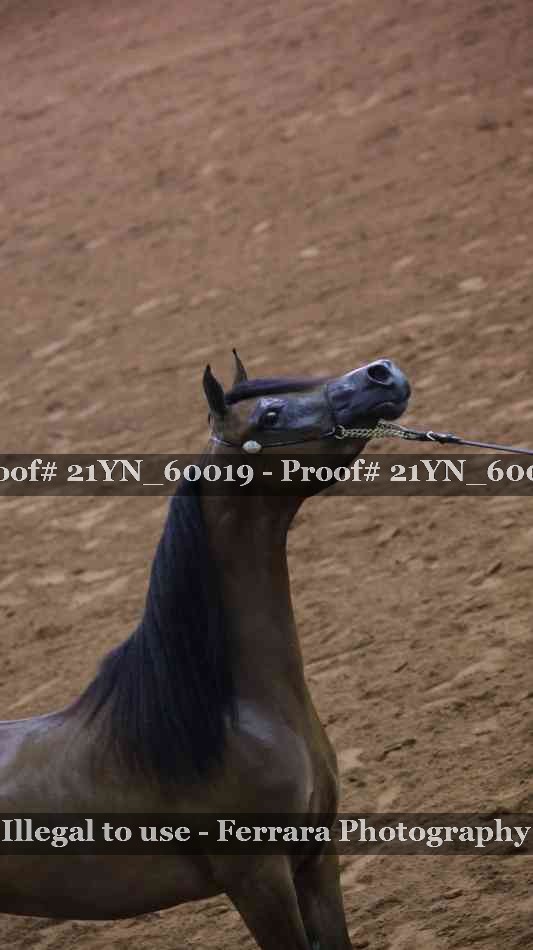 Proof 21YN_60019