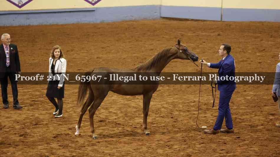 Proof 21YN_65967