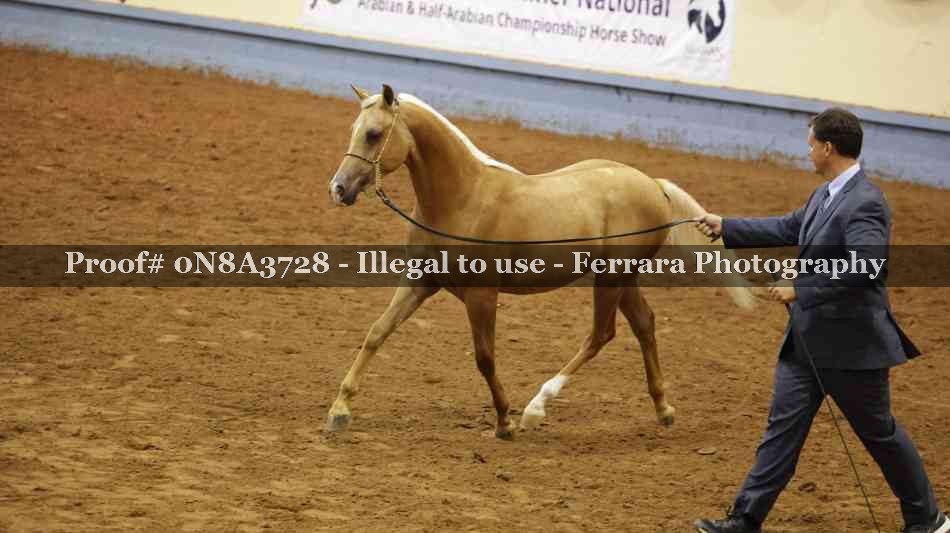 Proof 0N8A3728