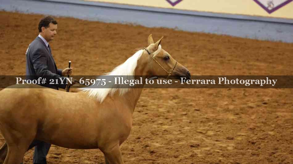 Proof 21YN_65975