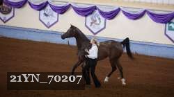 21YN_70207 proof