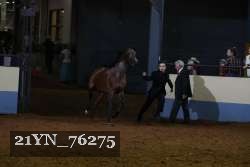 21YN_76275 proof