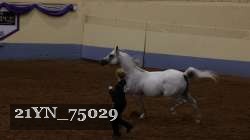 21YN_75029 proof