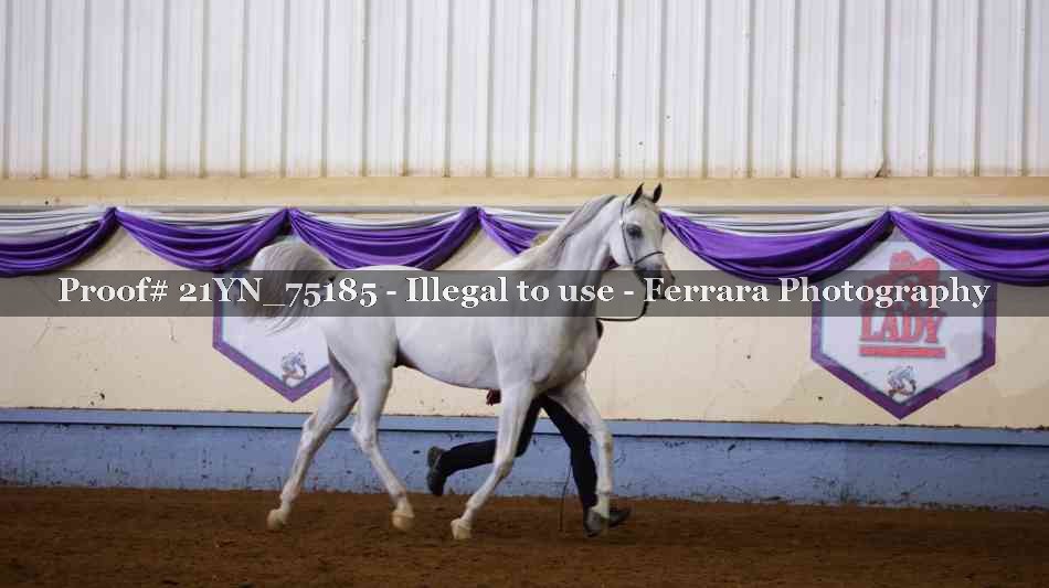 Proof 21YN_75185