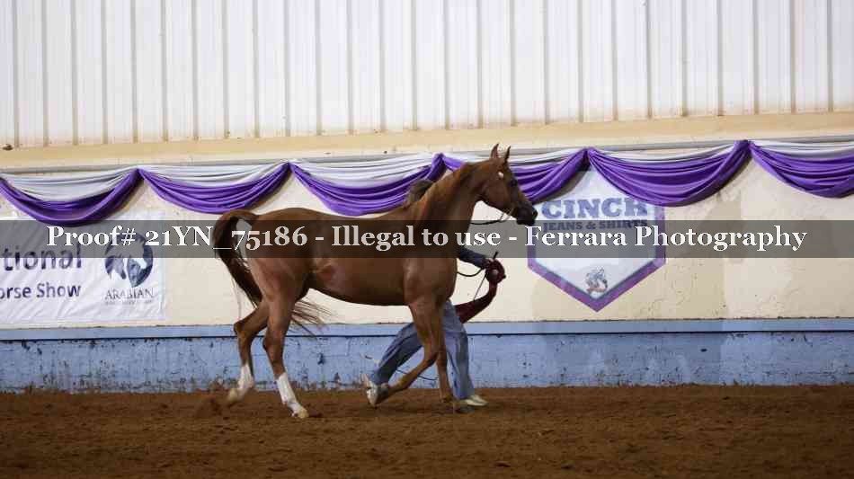 Proof 21YN_75186