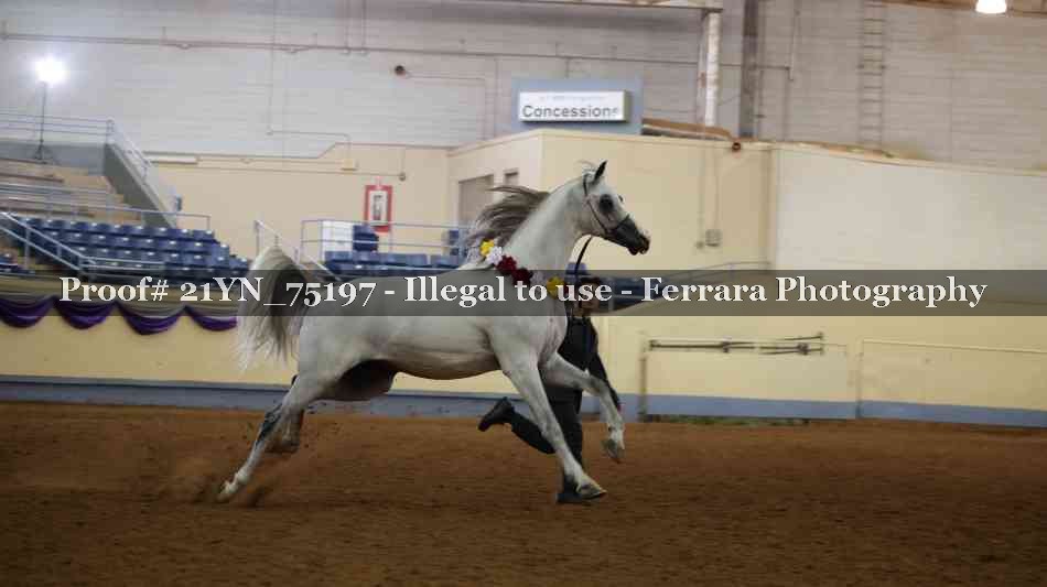 Proof 21YN_75197