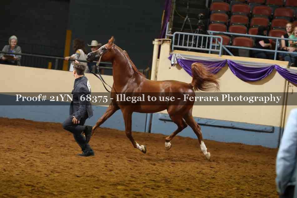 Proof 21YN_68375