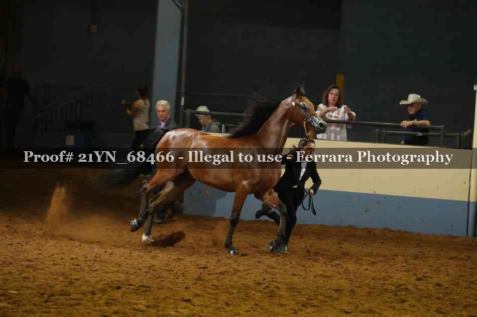 Proof 21YN_68466