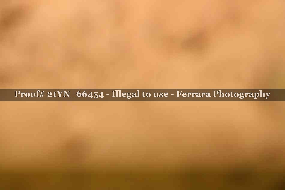 Proof 21YN_66454