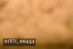 21YN_66454 proof