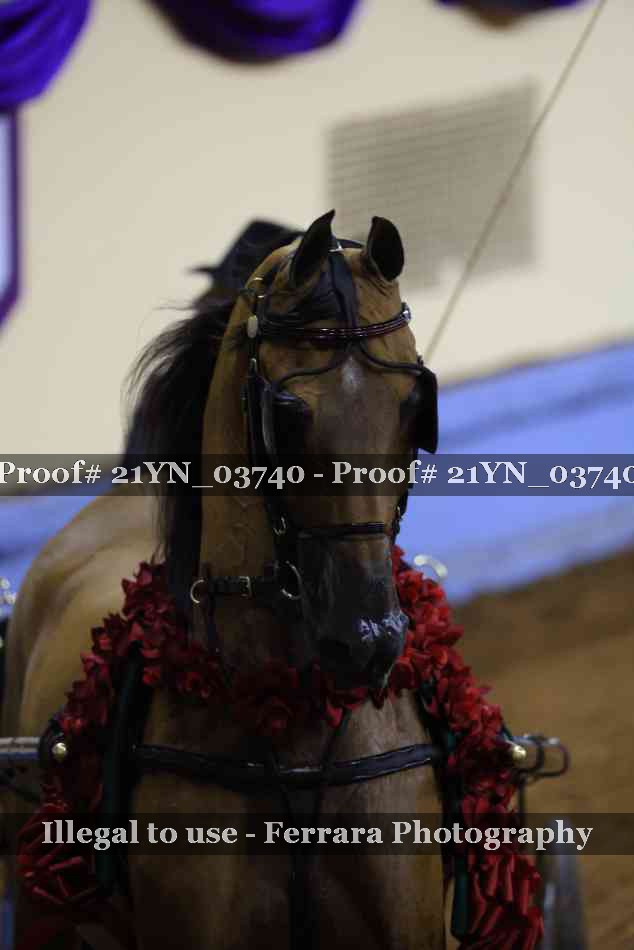 Proof 21YN_03740