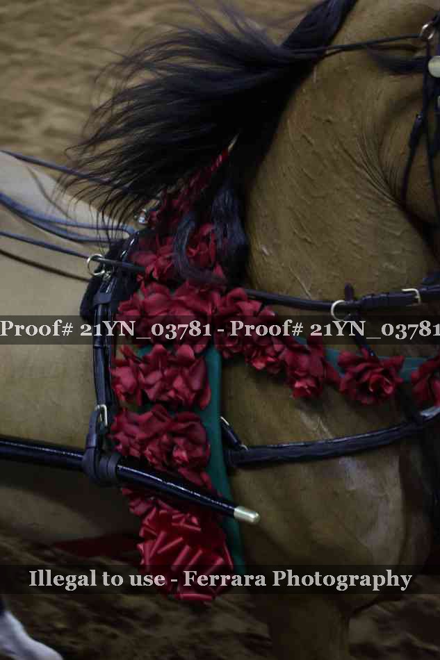 Proof 21YN_03781