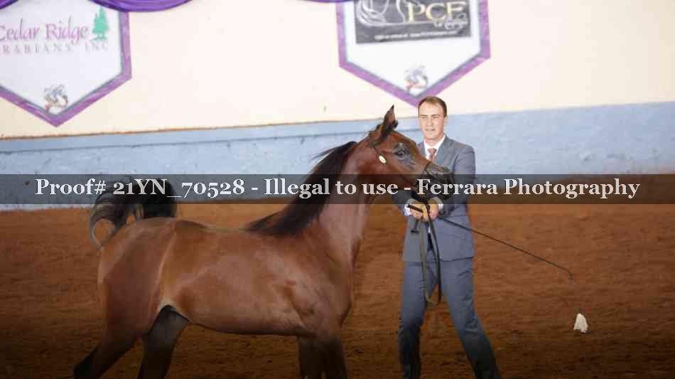 Proof 21YN_70528