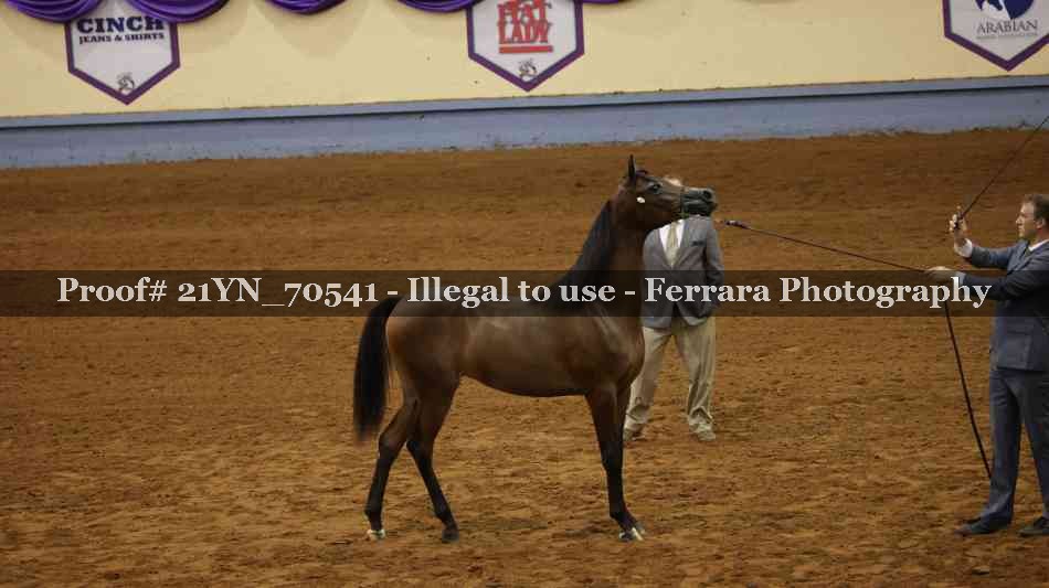 Proof 21YN_70541
