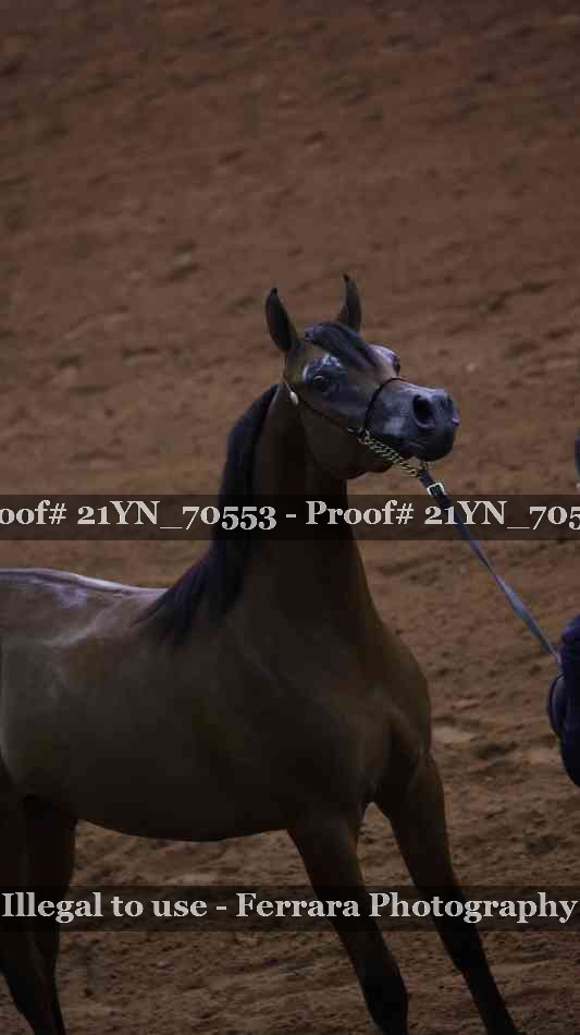 Proof 21YN_70553