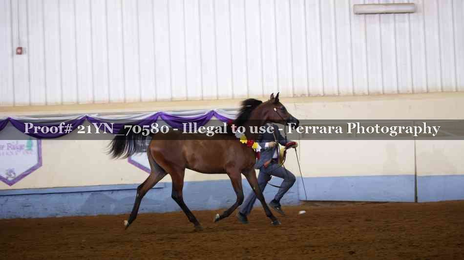 Proof 21YN_70580