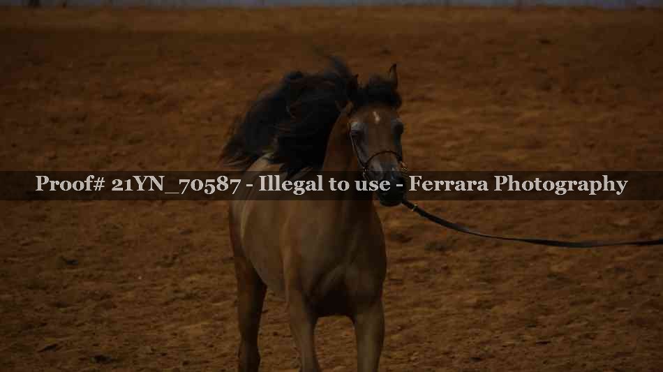 Proof 21YN_70587