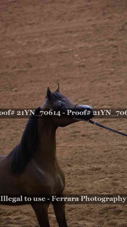 Proof 21YN_70614