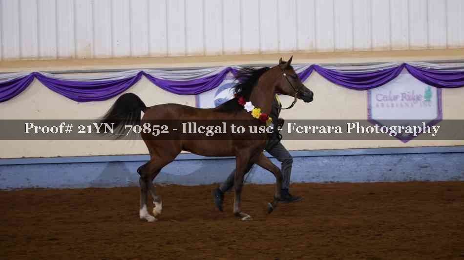 Proof 21YN_70852