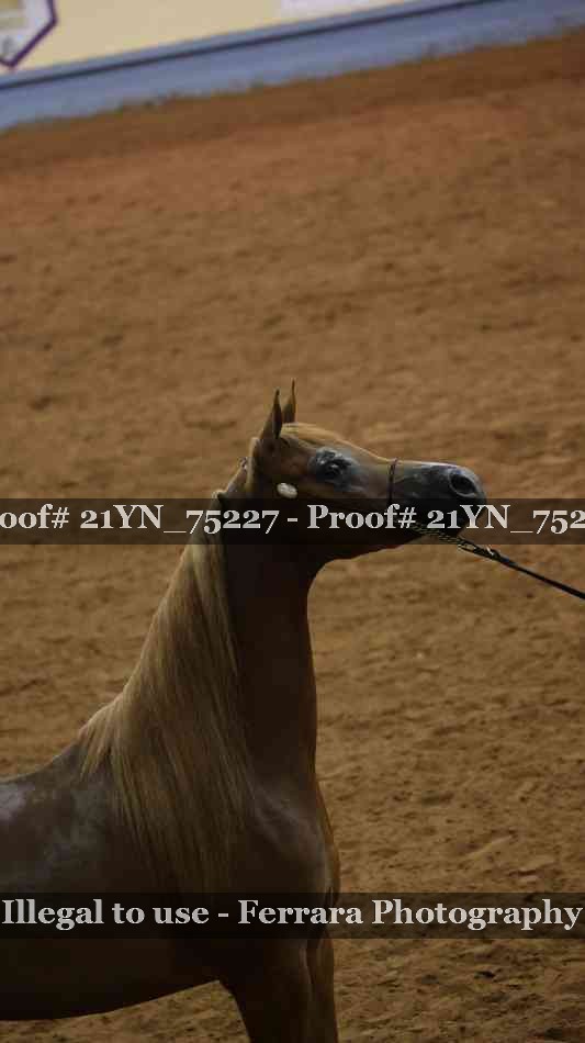 Proof 21YN_75227