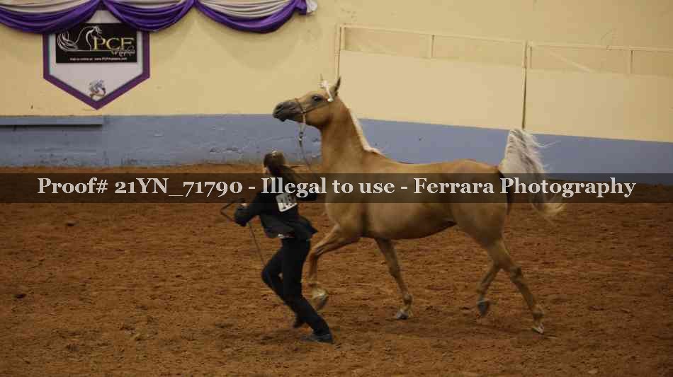 Proof 21YN_71790