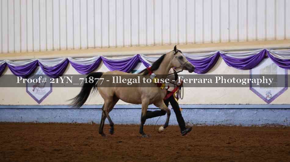 Proof 21YN_71877