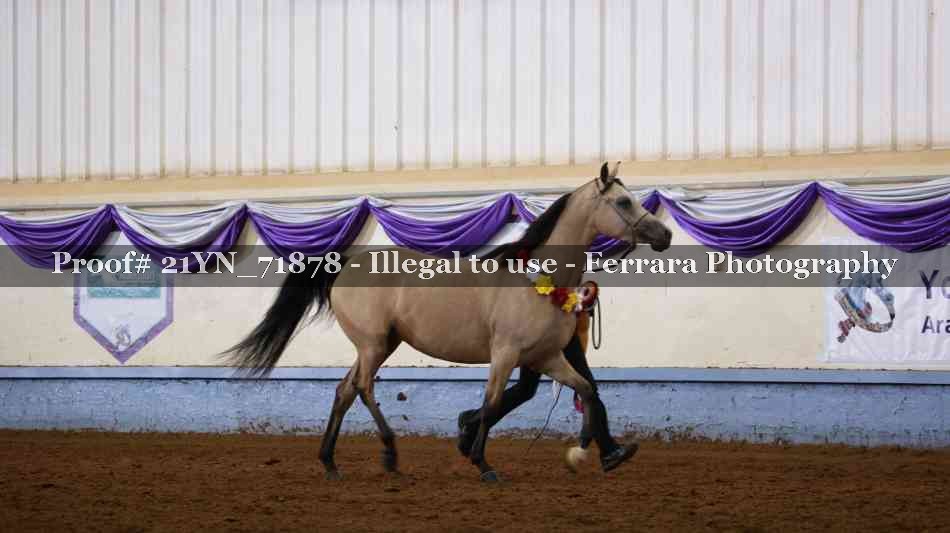 Proof 21YN_71878