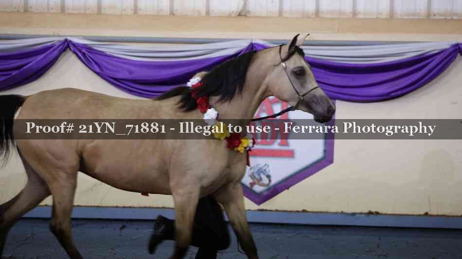 Proof 21YN_71881