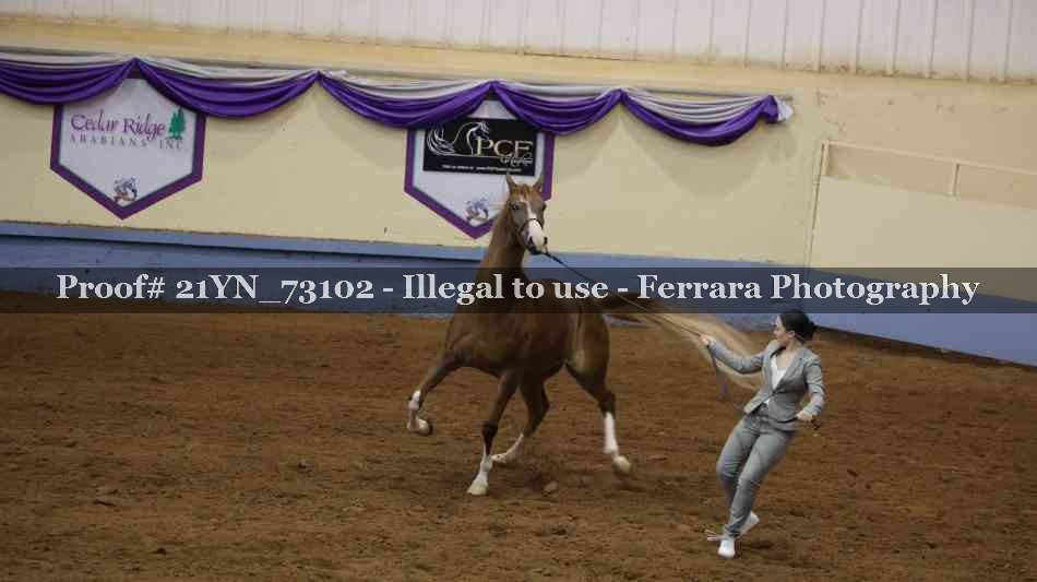 Proof 21YN_73102