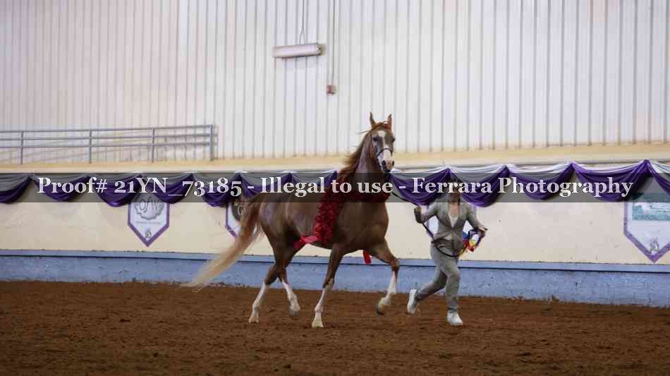 Proof 21YN_73185