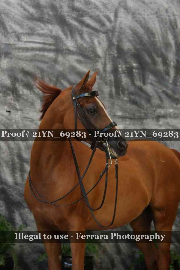 Proof 21YN_69283