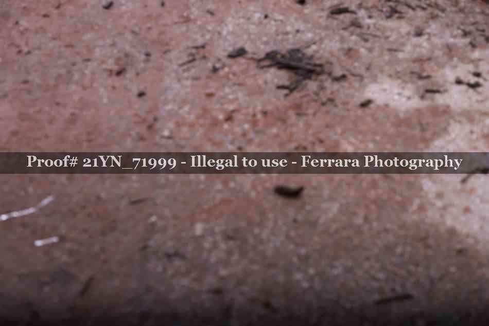 Proof 21YN_71999