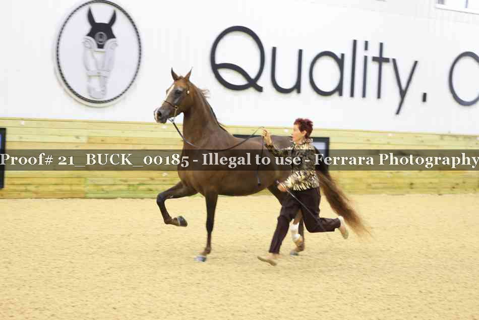 Proof 21_BUCK_00185