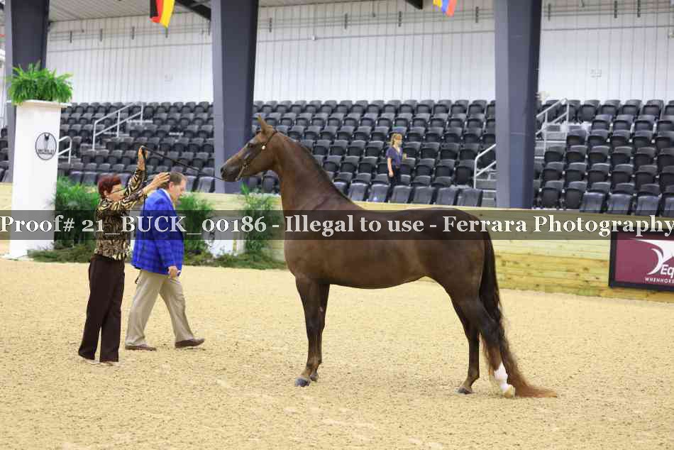 Proof 21_BUCK_00186