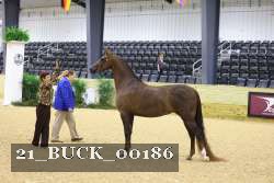 21_BUCK_00186 proof
