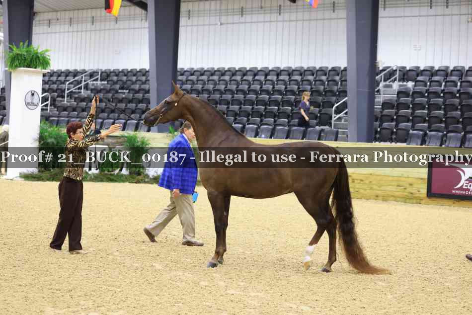 Proof 21_BUCK_00187