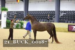 21_BUCK_00187 proof
