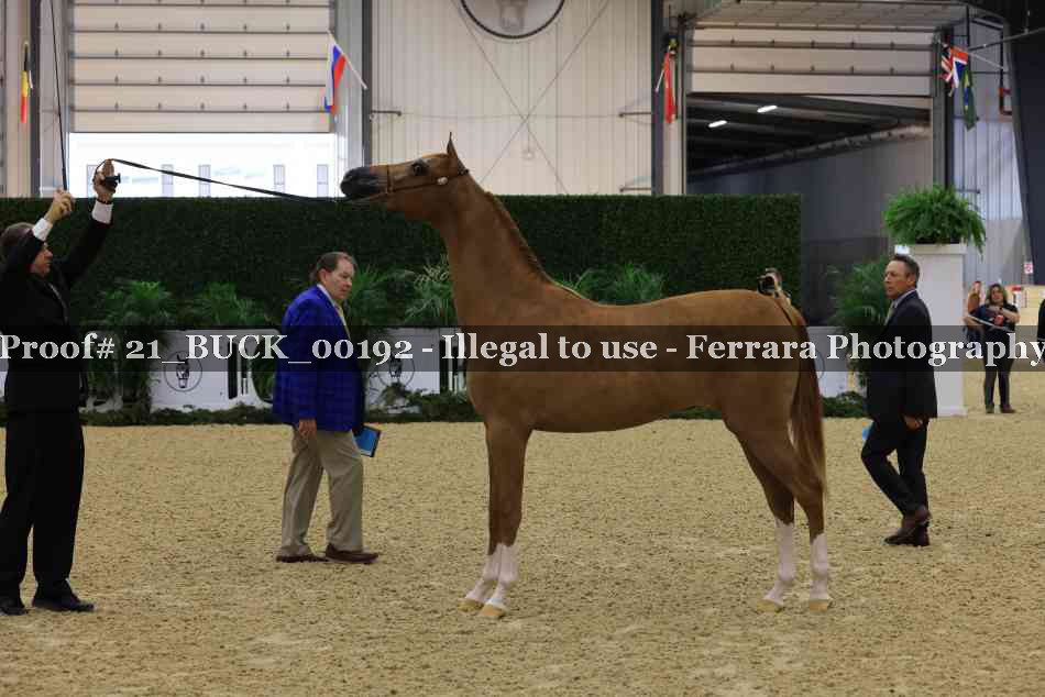 Proof 21_BUCK_00192
